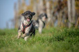 Hund mit Brustgeschirr rennt über Wiese